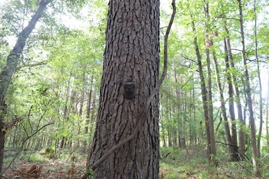 TBD Wyant Rd, Columbia, LA 71418 - photo 2