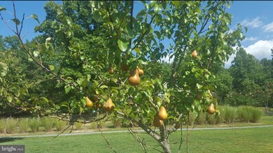 279 Timberland Place, Bentonville, VA 22610 - photo 4