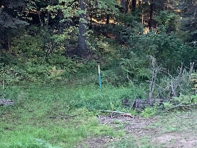 View of local wilderness