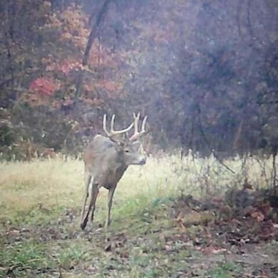 9141 Wesley Chapel Rd, Mount Perry, OH 43760 - photo 6