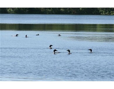 Other. Numerous nesting loons on the...
