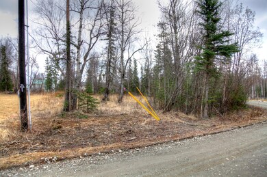 White Spruce 5