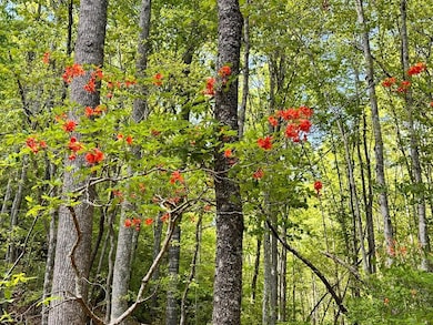 Lot 13 Settawig Overlook, Hayesville, NC 28904 - photo 3
