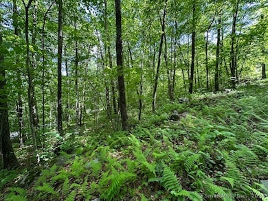 Sloping wooded land next to the roughed in driveway