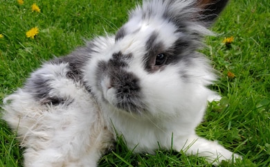 Nhn Education Way, Libby, MT 59923 - photo 5