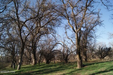 Mesquite Bosque