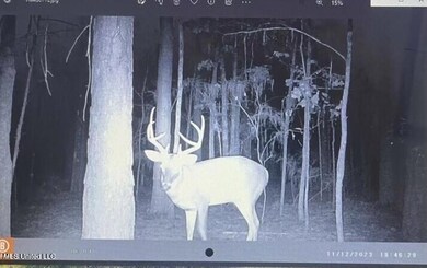 Deer1