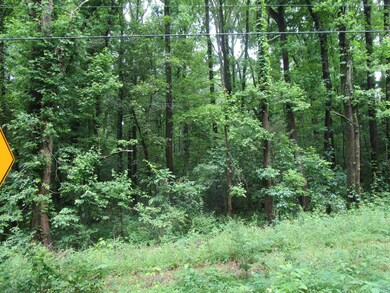 View of tree filled area