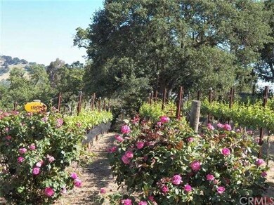 The vineyard is graced by beautiful rose bushes at