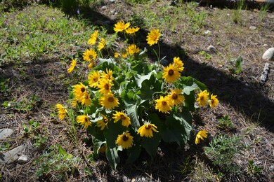 0 Winston Rd unit 607827, Ronald, WA 98940 - photo 3