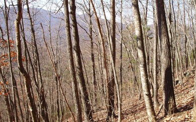 Additional View