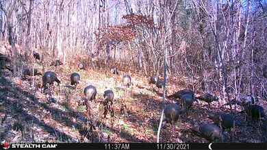 1803 Promiseland Rd, Blaine, TN 37709 - photo 5