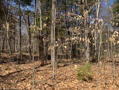 Wooded lot