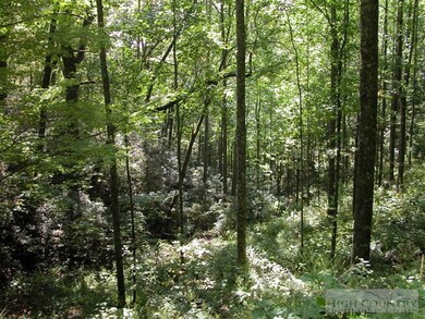 RHODODENDRON: Lots of beautiful native rhododendro