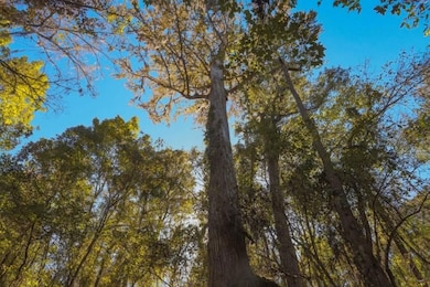 Scarboro Landing, Millen, GA 30442 - photo 3