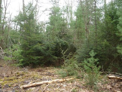 Woods