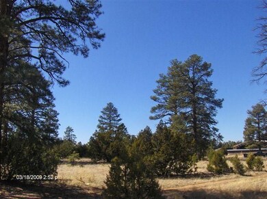 Level with tall Pines
