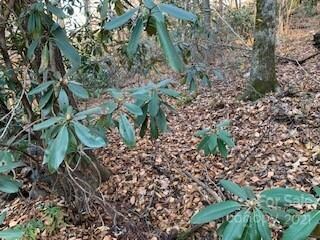 TRACTS off Pleasant Pleasant Grove Rd unit TOTAL: 20+ Acres, Laurel Park, NC 28739 - photo 6