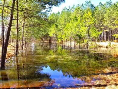 Pond