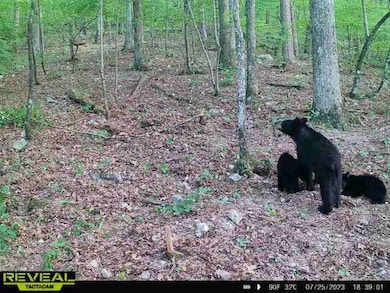 000 Nfw 517, Caddo Gap, AR 71935 - photo 7