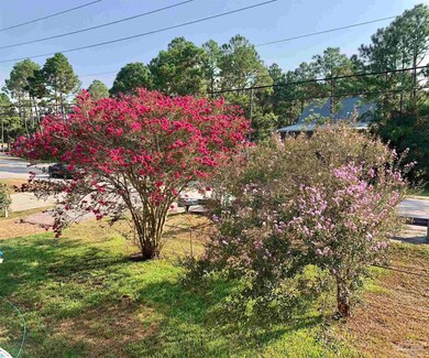 Trees Blooming in Front Yard during Spring