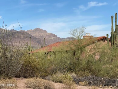 Lots of large Cactus