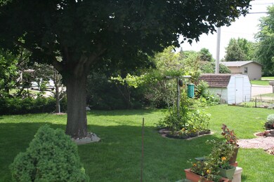 Back yard 1