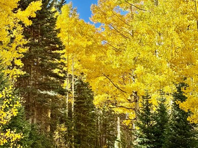 49404 Fs 567, Mancos, CO 81328 - photo 5