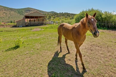 horse