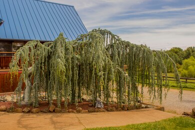 ornamental tree