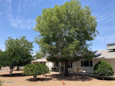Large backyard trees