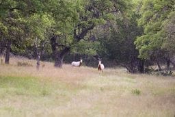 0 Texas 39 unit 12 119686, Hunt, TX 78024 - photo 4