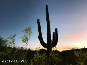Design around this saguaro
