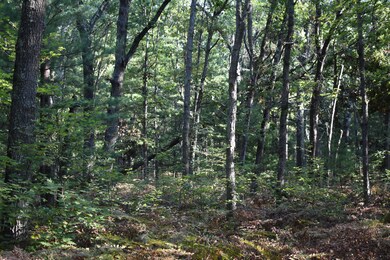 10452 N Woodbridge Ave, Bitely, MI 49309 - photo 7