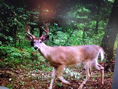 40 Ac County Road C, Orange, WI 54618 - photo 5