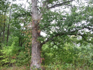 Mature trees