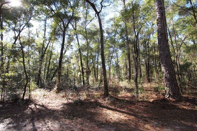 xx Keerns Dr, Crawfordville, FL 32327 - photo 7