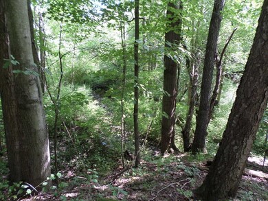 Wooded Area with Stream