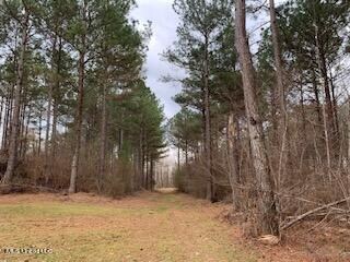 Large Pines