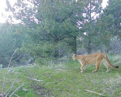 52960 Cummings Creek Rd, Mount Vernon, OR 97865 - photo 6