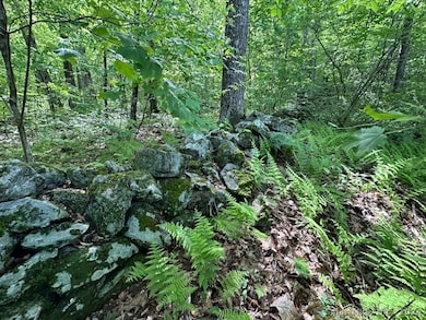 Stonewall with lots of ferns around it
