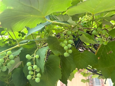 Just look at those beautiful grapes, draped over the garden arch at the private gate of the condo.