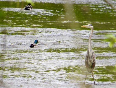 Great Blue Heron and Mallards enjoying Drakes Creek (photo taken from property)