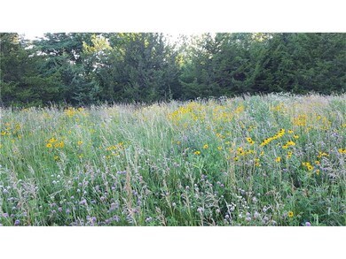 SPRING WILD FLOWERS