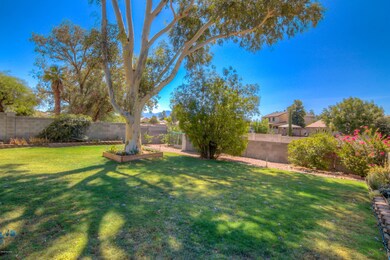 Multiple Citrus Trees & Grassy