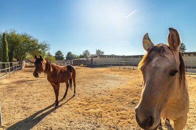 2553 W EL ALBA HORSES PIC