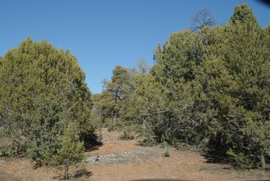 Heavily Treed