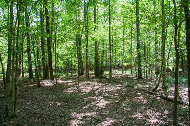 Springhill D-04