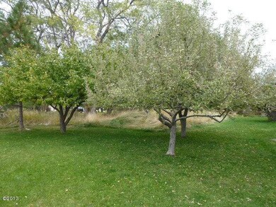 Fruit trees in back yard