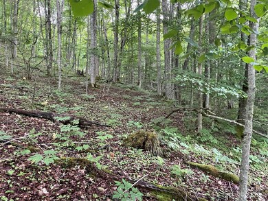 000 Chestnut Ln, Mars Hill, NC 28754 - photo 6